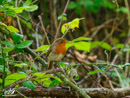 Robin - Rudzik